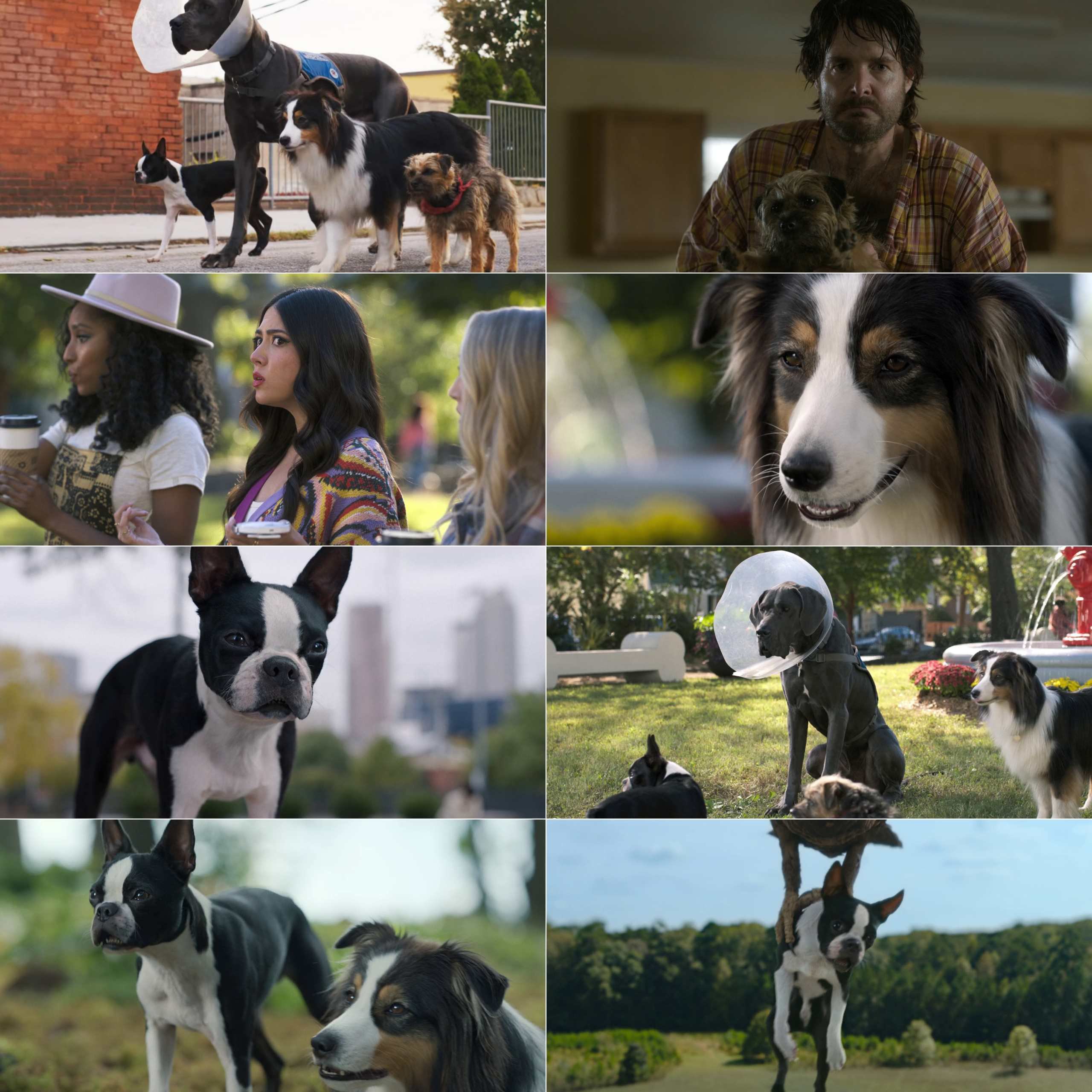 83a4f06850024a8fa5662cc1c2f08d39277005 Strays (2023) (Hindi + English) Dual Audio Hollywood Movie BluRay HD ESub